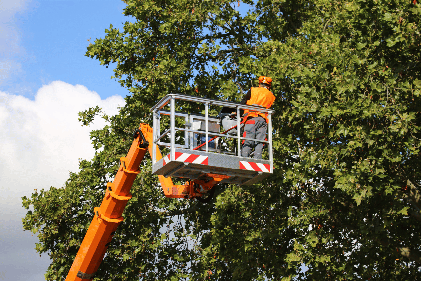 Baumpflege, Baumarbeiten & Rodungsarbeiten